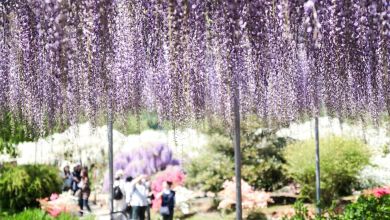 Photo of 【ベトナム人ライターが見た日本】あしかがフラワーパークへ藤の花を見に行こう！