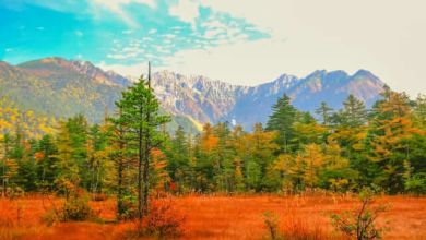 Photo of Top 10 điểm ngắm lá đỏ tuyển chọn khu vực Koshinetsu năm 2020