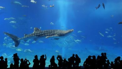 Photo of Come see a large whale shark at Okinawa’s “Churaumi Aquarium”