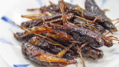 Photo of Chàng trai người Nhật với nhà hàng phục vụ món ăn từ côn trùng