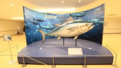 Photo of Chợ Toyosu – căn bếp mới của Nhật Bản hay địa chỉ cho người sành ăn