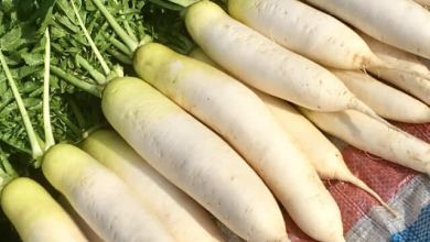 Photo of Nông dân Nhật Bản chật vật khi giá nông sản giảm mạnh vì corona