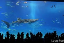 Photo of Come see a large whale shark at Okinawa’s “Churaumi Aquarium”