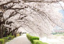 Photo of Hanami 2020: Top 10 điểm ngắm hoa anh đào đẹp nhất Tokyo