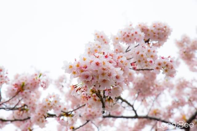 điểm ngắm hoa anh đào