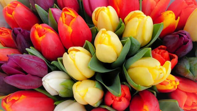 hoa tulip 