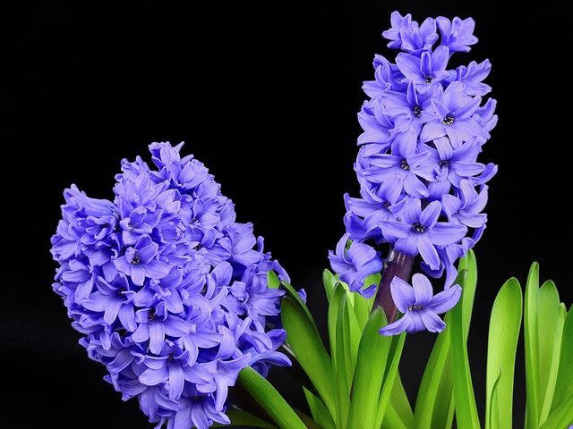 hoa mùa xuân nhật bản lục bình
