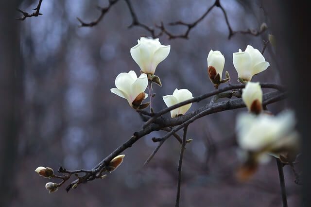 hoa mùa xuân nhật bản