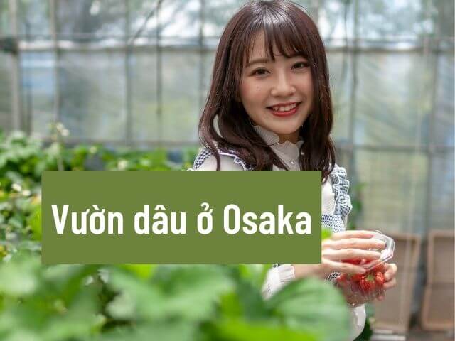 hái dâu ở osaka