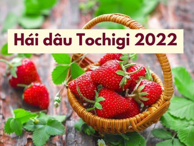 hái dâu ở Tochigi