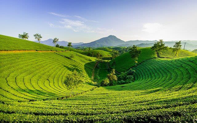 trà Nhật Bản