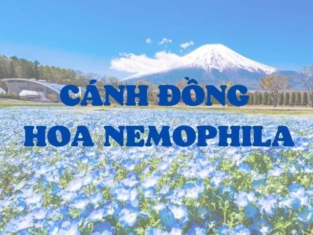Nemophila