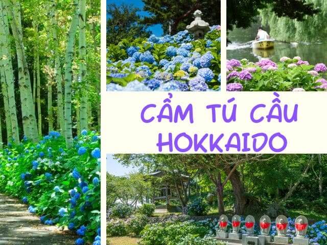cẩm tú cầu Hokkaido