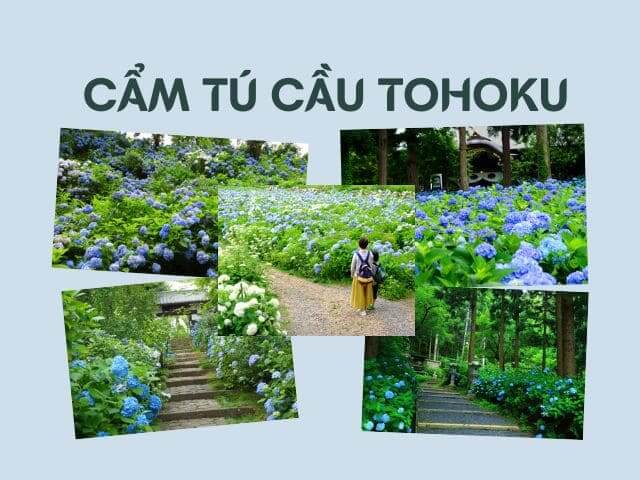 cẩm tú cầu Tohoku