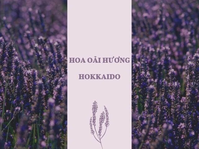 hoa oải hương lavender Hokkaido
