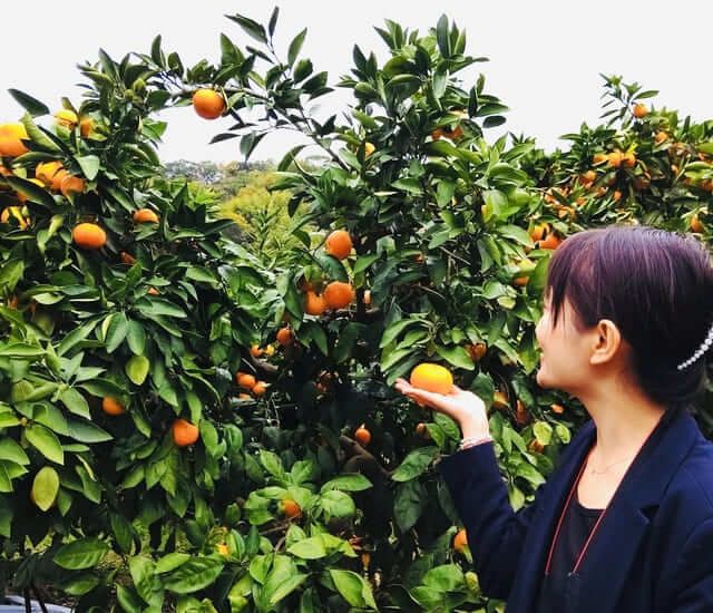 du lịch Ehime Nhật Bản