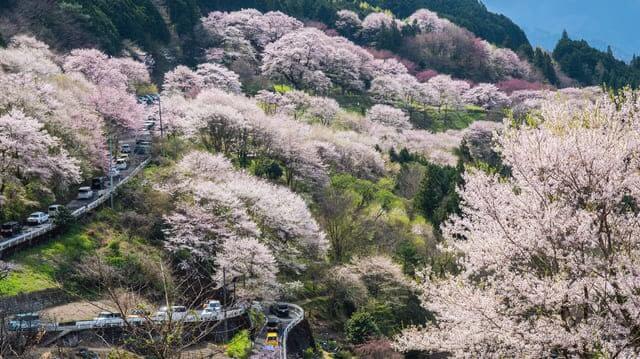 Hyotan Sakura, Kochi