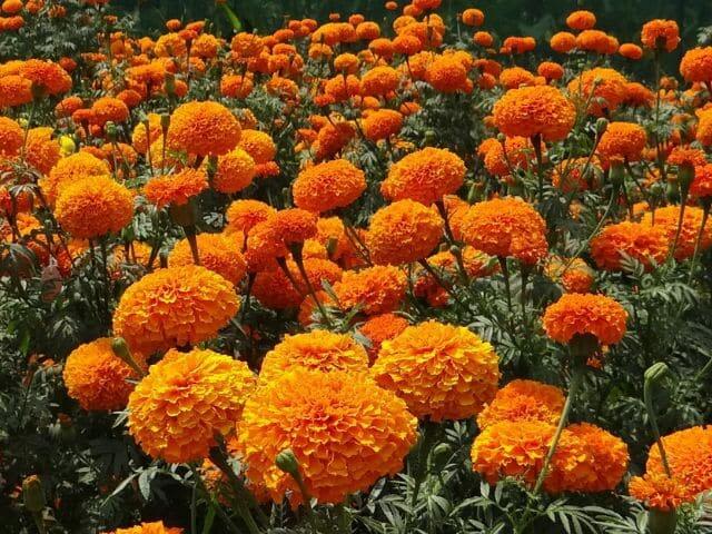 Marigold