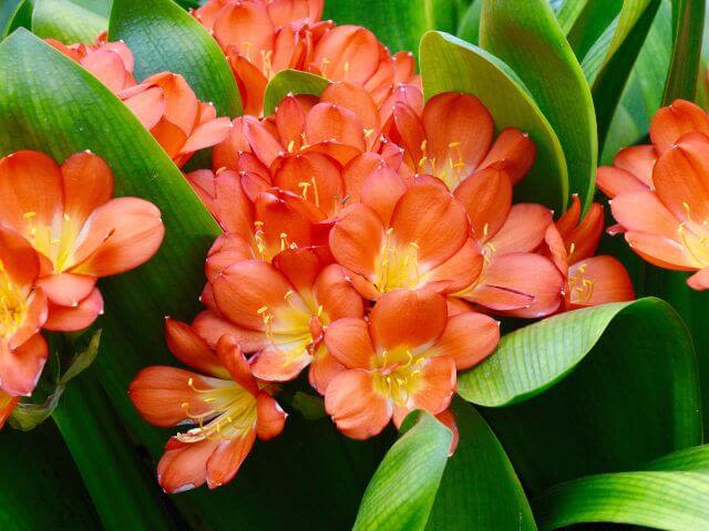 Clivia
