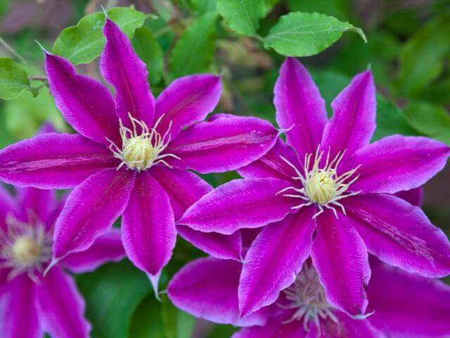 Clematis