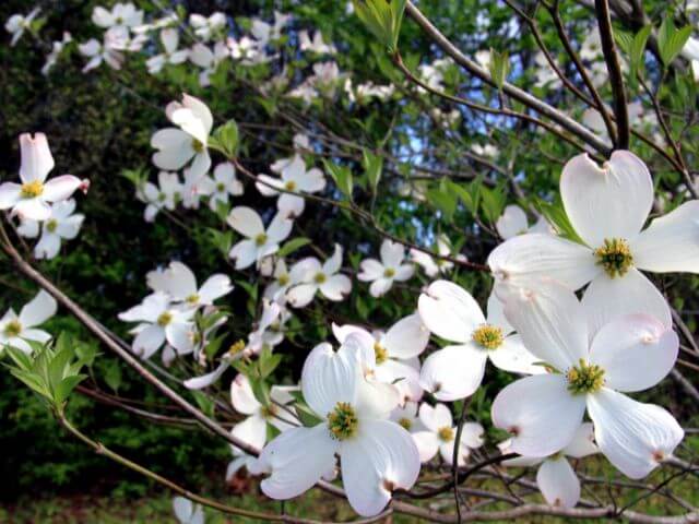 Dogwood