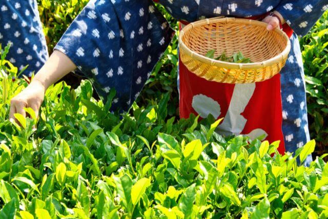 tỉnh trồng trà ngon nhất Nhật Bản