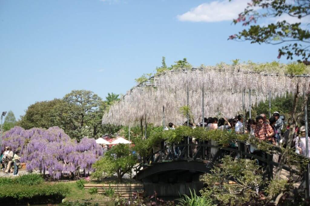 ベトナム人ライターが見た日本 あしかがフラワーパークへ藤の花を見に行こう 日本旅行 ライフスタイルメディア Locobee