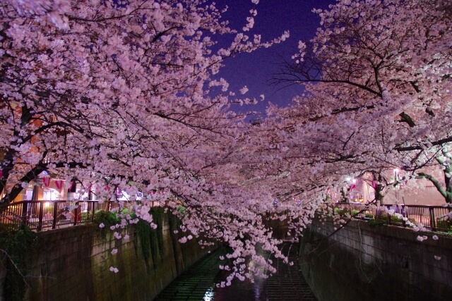 Địa điểm ngắm hoa anh đào đẹp nhất Tokyo – Sông Meguro｜Kênh du ...