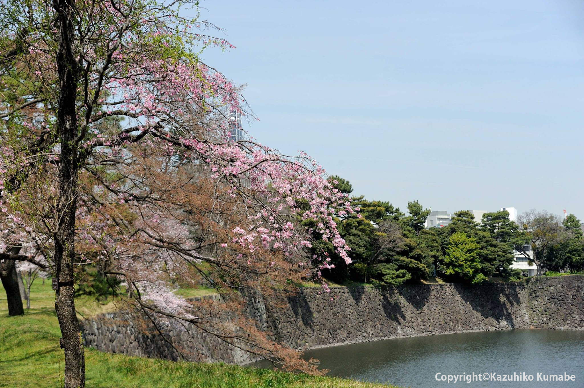 Photo of Chidori-ga-fuchi, beautiful cherry blossoms reflected in the water