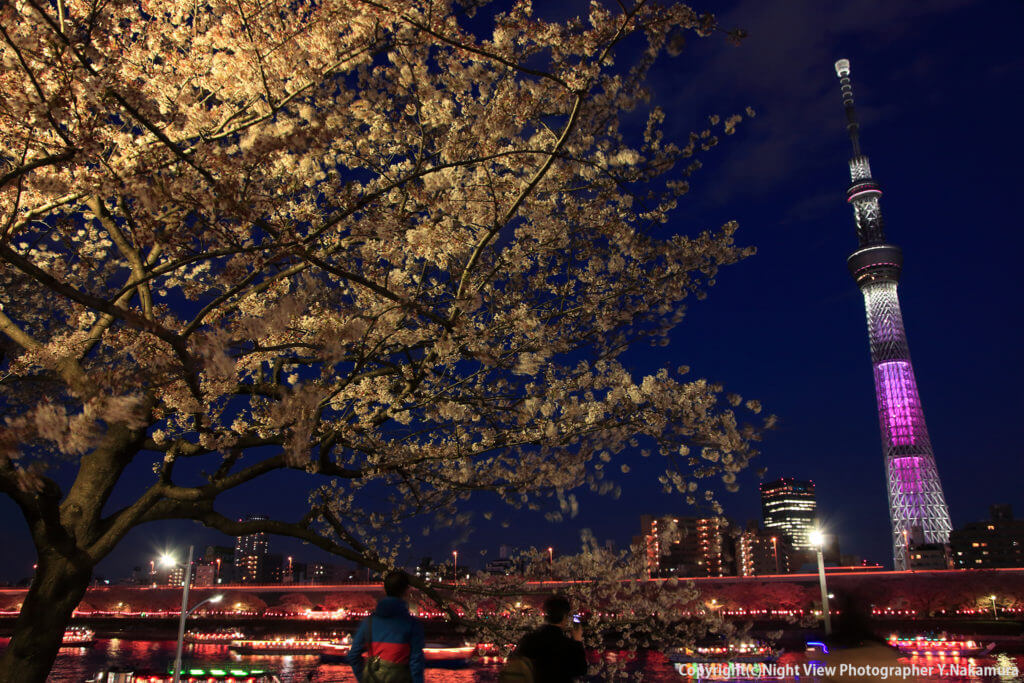 Entranced by cherry blossoms at Sumida Park and pinkTokyo Skytree｜Japan