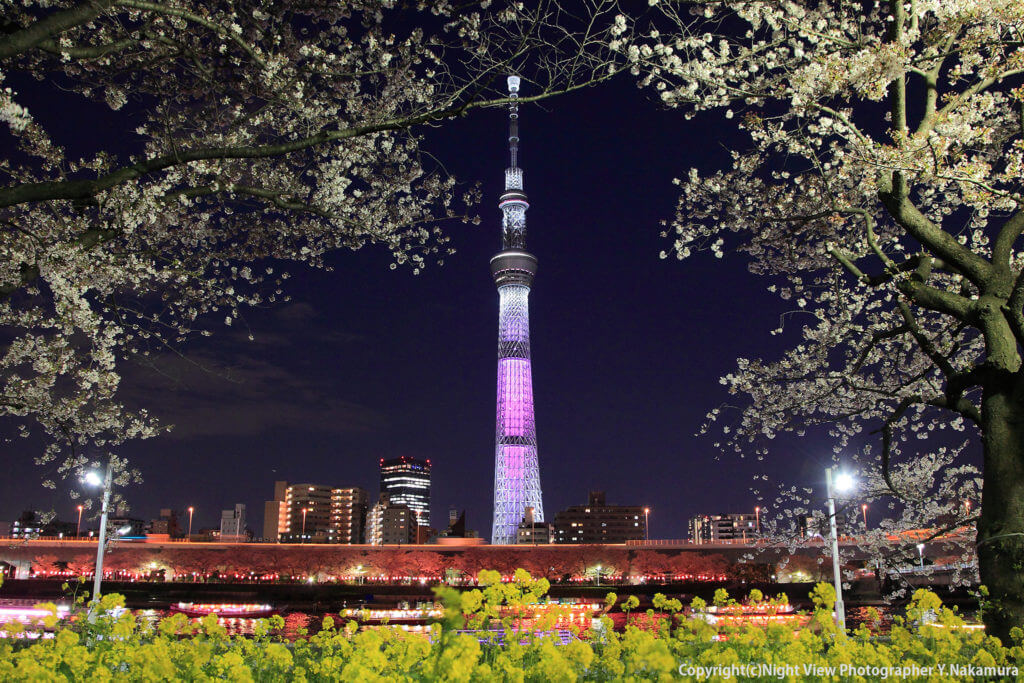 Entranced by cherry blossoms at Sumida Park and pinkTokyo Skytree｜Japan