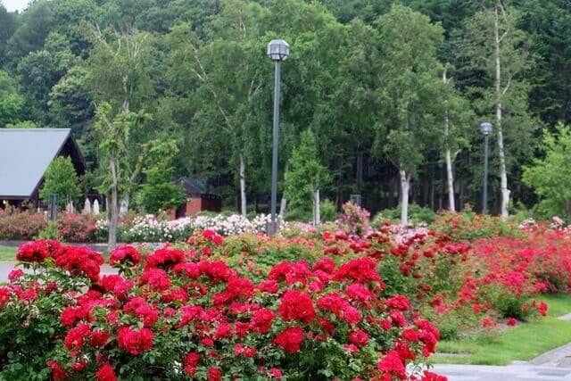 Iwamizawa Park Rose Garden