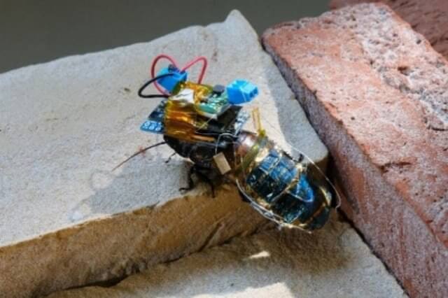 cyborg insects côn trùng cơ khí hoá