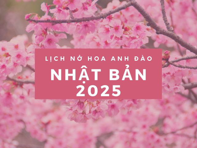 hoa anh đào Nhật Bản