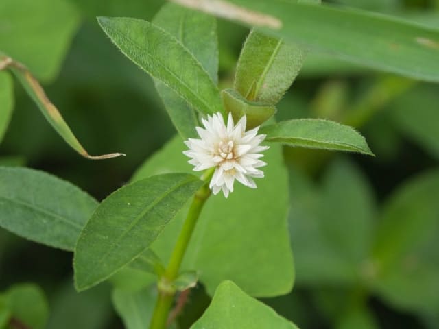 Alligatorweed