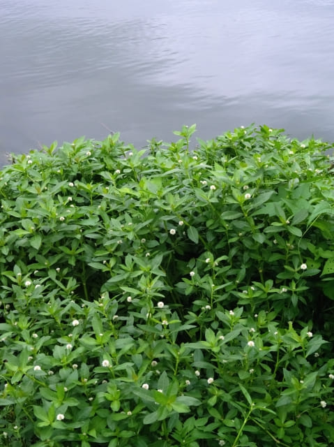 Alligatorweed